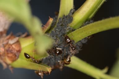 Prenolepis imparis photo 78