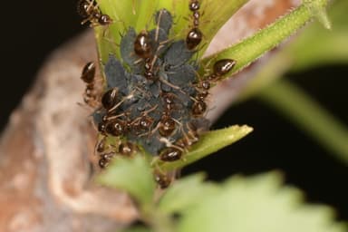 Prenolepis imparis photo 79
