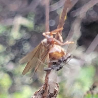Prenolepis imparis photo 82