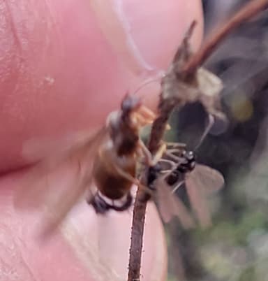 Prenolepis imparis photo 83