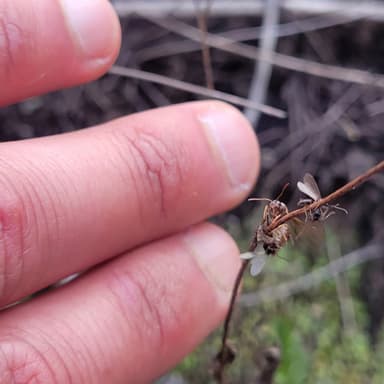 Prenolepis imparis photo 84