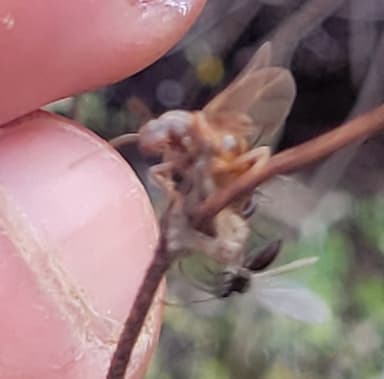 Prenolepis imparis photo 85