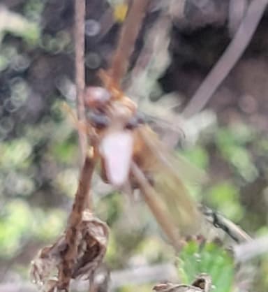 Prenolepis imparis photo 86