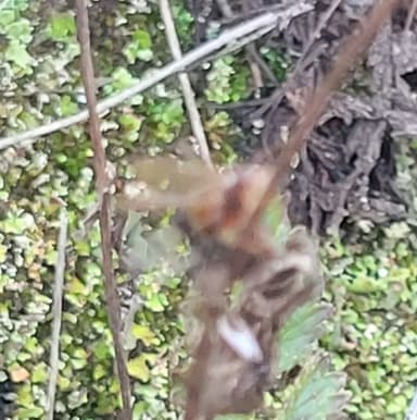 Prenolepis imparis photo 87