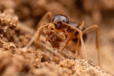 Prenolepis imparis photo 88