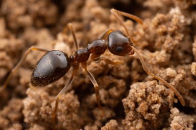 Prenolepis imparis photo 89