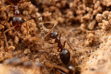 Prenolepis imparis photo 90