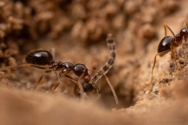 Prenolepis imparis photo 91