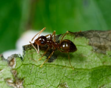 Prenolepis imparis photo 94