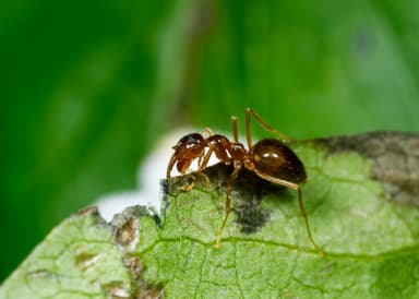 Prenolepis imparis photo 95