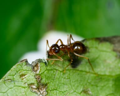 Prenolepis imparis photo 97