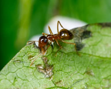 Prenolepis imparis photo 98