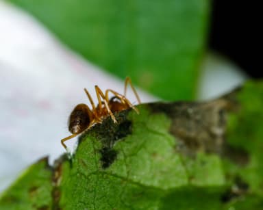 Prenolepis imparis photo 99