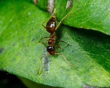 Prenolepis imparis photo 100