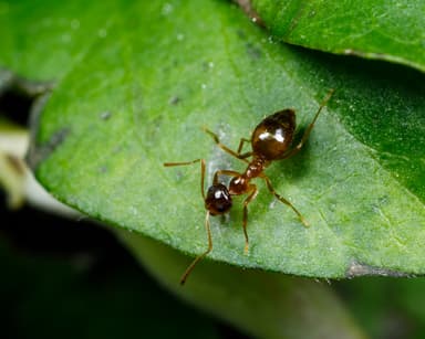 Prenolepis imparis photo 102
