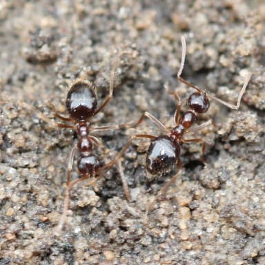 Prenolepis imparis photo 104