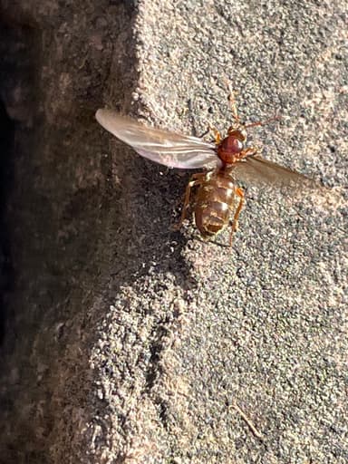 Prenolepis imparis photo 105