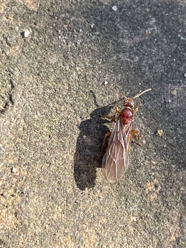 Prenolepis imparis photo 106