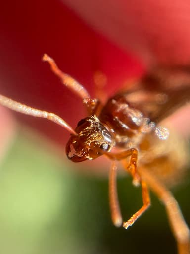 Prenolepis imparis photo 107