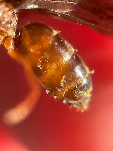 Prenolepis imparis photo 108