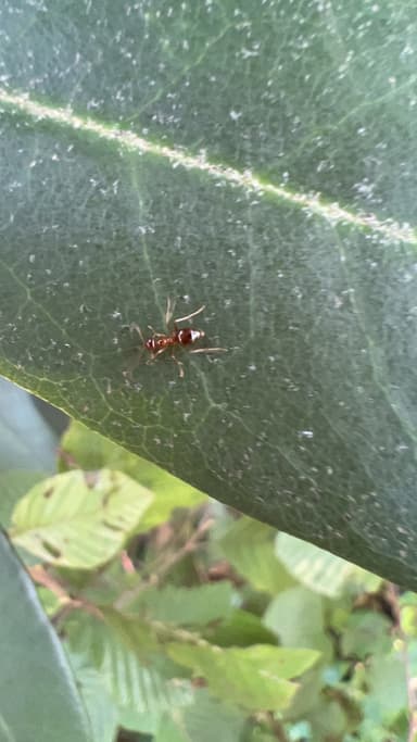 Prenolepis imparis photo 109