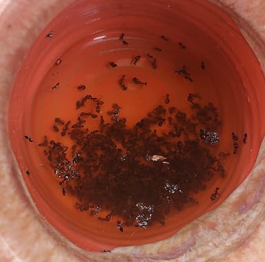 Prenolepis imparis photo 110