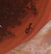 Prenolepis imparis photo 111