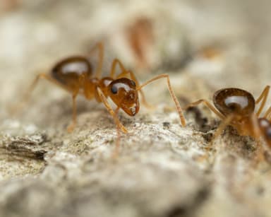 Prenolepis imparis photo 112