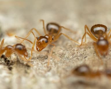 Prenolepis imparis photo 113