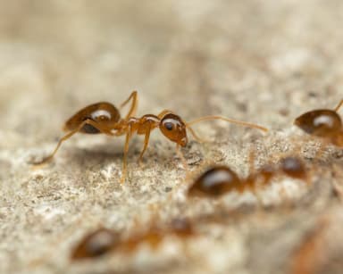 Prenolepis imparis photo 114