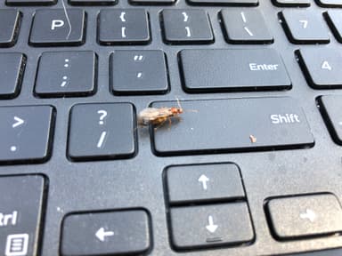 Prenolepis imparis photo 115