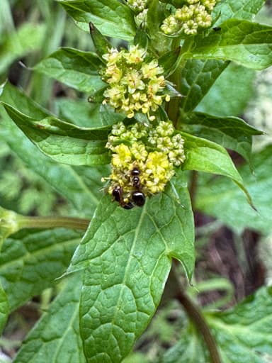 Prenolepis imparis photo 116
