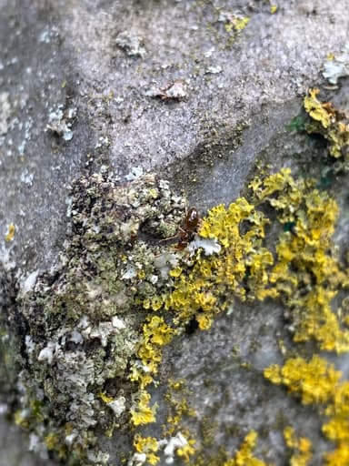 Prenolepis imparis photo 119