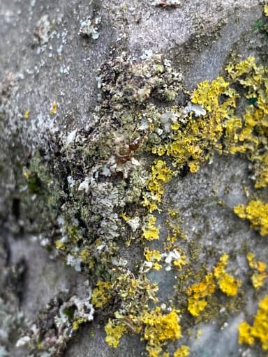 Prenolepis imparis photo 120