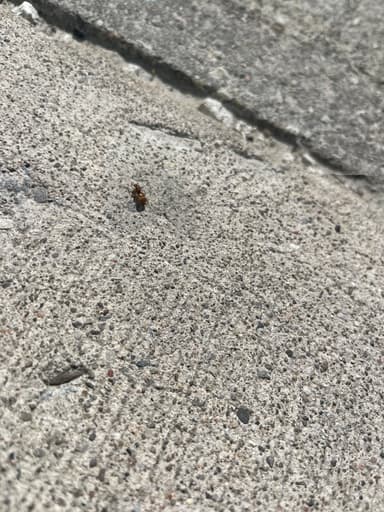 Prenolepis imparis photo 121