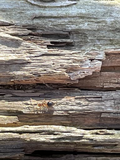 Prenolepis imparis photo 122