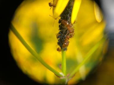 Prenolepis imparis photo 124