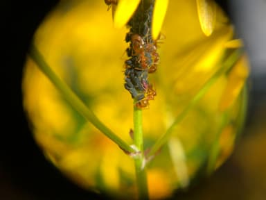 Prenolepis imparis photo 125