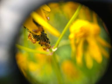 Prenolepis imparis photo 126