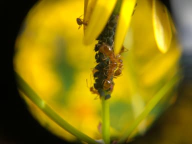 Prenolepis imparis photo 127