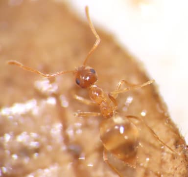 Prenolepis imparis photo 128