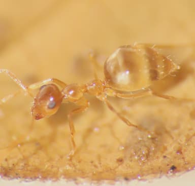 Prenolepis imparis photo 131