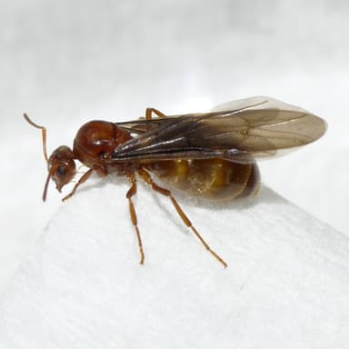 Prenolepis imparis photo 133