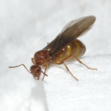 Prenolepis imparis photo 134