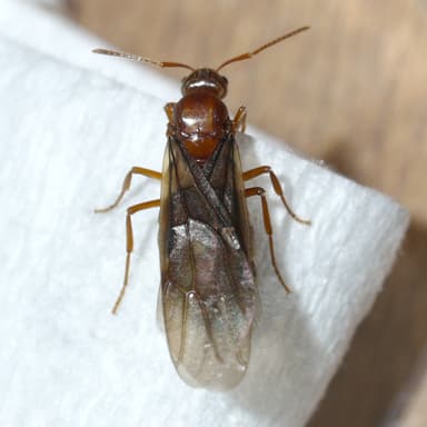 Prenolepis imparis photo 135