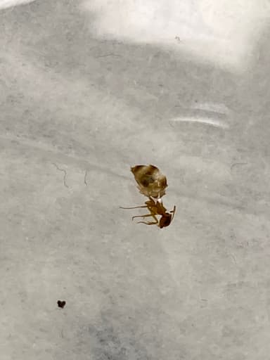 Prenolepis imparis photo 136