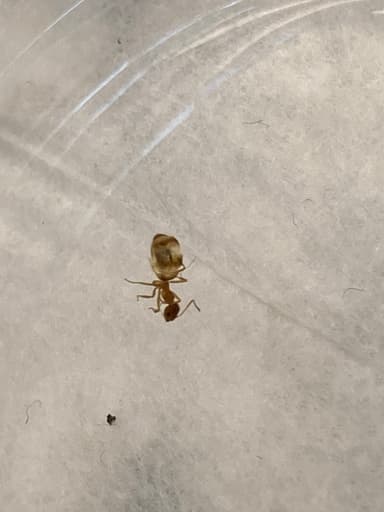Prenolepis imparis photo 137