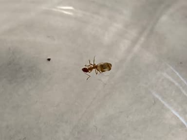 Prenolepis imparis photo 138
