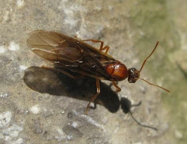 Prenolepis imparis photo 140