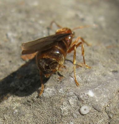 Prenolepis imparis photo 141